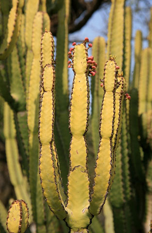 Euphorbia excelsa: Photographed by Johannes Vogel